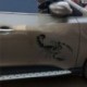 30cm aranyos 3D Scorpion autós matrica Vinyl decal matrica autó dekoráció