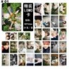 88 x 56mm-es 30db-os fotó szett - LOMO kártya - KPOP - BTS - Bangtan Boys - 1
