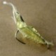 5db csalik (hossza 4cm) Horgász csalik Crankbaits horogok Garnélarák Minnow Frog Fish Baits Bass Tackle Tool