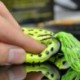 1PC véletlenszerű 5db halászati csalik Nagy béka Topwater Crankbait akasztók Basszus húzóeszköz Új