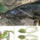 5db véletlenszerű 5db halászati csalik Nagy béka Topwater Crankbait akasztók Basszus húzóeszköz Új