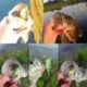 5db véletlenszerű 5db halászati csalik Nagy béka Topwater Crankbait akasztók Basszus húzóeszköz Új