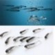 10db Tiddler Bait Fluke hal (... Minnow garnélarák béka halászati csalit Bass hajtókar horgok Hal Crankbait fogantyú