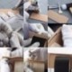 Sötétbarna Waxed Thread 90m 0.8mm poliészter kábel varrás varrással bőr kézműves karkötő