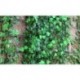7.5ft mesterséges borostyán szőlő levélfüzér növények hamis lombozat virágok Home Decor J6