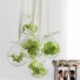 Csepp alakú Üveg lógó labda váza virág növény pot terrárium konténer fél esküvői dekoráció