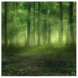 210x150cm-es Ködös erdei háttér stúdió fotózáshoz - U1R8