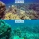2X (Víz alatti kamera piros színű korrekciós szűrő a Go Pro Hero6 Hero5 Hou M0G0 modellhez)