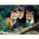 Gyémántfestés állati képek strasszos gyémánt hímzéssel eladó Fox D2M5
