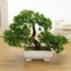 Mini üdvözlő fenyő növény, a fő bonsai dekoráció H6I7 művirágja