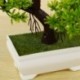 Mini üdvözlő fenyő növény, a fő bonsai dekoráció H6I7 művirágja