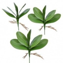 5X (Művirág, Phalaenopsis levelei (lepke orchidea), levél / zöld (g N2O8)