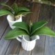 5X (Művirág, Phalaenopsis levelei (lepke orchidea), levél / zöld (g N2O8)