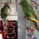 Kisállat papagáj játék pattogó ketrec madár lógó spirál létra Cockatoo Parakeet T T9F2