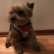 1X (Dog Vest kisállat kutyahám pórázkészlet kicsi, közepes méretű kutyák számára, csokornyakkendő, hivatalos I8Y6