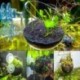 2X üveg vízi növények csészés edény 4X tapadókorongok akvárium akvárium Aquascape D5C2