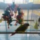 Madárcsomók Blokkoló rágó játékok-papagáj játékok Madár játékok (nagymadarakra ara papagáj Y5C4)