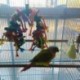 1X (Madárcsomók blokkoló rágó játékok-papagáj játékok) Madár játékok (nagy madárhoz Y0G0