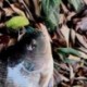 3X (Heng Jia horgászcsalók fémcsali Minnow vibe háromszoros kampóval 5 db 7 G Q2Y4