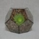 2X (üveg Pentagon geometriai terrárium tartály ablakpárkány dekoráció virág Po S2V7