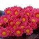 100 x Mesterséges Gerbera virágfejek az esküvőre B4C8