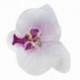 Sok 20db-os, 9 cm-es pillangó orchidea virág művirág díszítéssel a W J5X1-hez