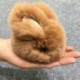1X (aranyos szőrös nyúl kulcstartó táska kézitáska kulcstartó autó ékszerek Khaki E8V8)