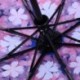 4X (Cseresznyevirág automatikus esernyő női napernyőkkel, Parasol Black Coating Sun és RZ9Y6
