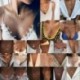 * 12 Négy rétegű gyöngy - Többrétegű divat Női Boho ötvözet kulcscsont choker nyaklánc báj lánc ékszerek