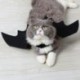 Nincs szín - Állat kisállat kutya macska denevér vámpír Halloween jelmez ruha ruha szárnyak