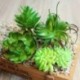 6 * - Mesterséges mini műanyag miniatűr pozsgás növények kert otthoni irodai dekoráció barkácsolás