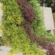 Lila - Mesterségesen lógó borostyánfüzér növények szőlő hamis lombozat virág wisteria Home USA