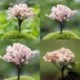 Nincs szín - 3X Sakura fa miniatűr növényi cserepek tündér dísz barkácsolás Bonsai kerti dekoráció