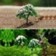 Nincs szín - 3X Sakura fa miniatűr növényi cserepek tündér dísz barkácsolás Bonsai kerti dekoráció