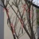 Kibocsátó szín: Napenergiával működő - Napelemes lámpa Kerti lámpa karácsonyi dekoráció Gyep Candy Cane Lights