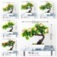 Szín: 16 taozi - Mesterséges növény Multi stílusú mini cserepes bonsai kis gyümölcsfa cserepes esküvőre Otthon