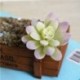 Piros szín - 1db bolyhosodó mesterséges pozsgások drágakő virág bonsai asztali hamis növények Valentin-napi esküvői