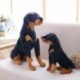 Magasság: 23 cm - Kitömött Rottweiler kutya Plüss játék szimuláció Hadsereg Kutyák Aranyos Kutya Baba