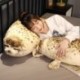 Magasság: 35 cm - 1 db 35-120 cm-es Lovely játékok Kawaii Seal World Animal Seal Dob párnák Oroszlánfóka plüss töltött