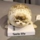 Magasság: 35 cm - 1 db 35-120 cm-es Lovely játékok Kawaii Seal World Animal Seal Dob párnák Oroszlánfóka plüss töltött