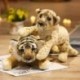Magasság: 39 cm - Szép szimuláció Oroszlán Tigris Leopárd Plüss játékok Aranyos kitömött puha, igazi állatszerű