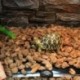 H__ll__-meleg__t__-f__t__sz__nyeg-28W_20W_14W_7W-Lizard-Spider-Amphibians-Terrarium-N84C-sz__m__ra
