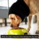L---Dog-Snood-Kutya-nyak--__s-f__lmeleg__t___-hogy-megnyugtassa-__s-megv__dje-a-h__zi__llatokat-T__li-k__t__tt-s__l_