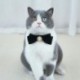Eleg__ns-macska-esk__v__i-nyak__rv-Bowknot-kis__llatnyak__rvekkel-f__nyk__pez__si-kell__kekkel-N84C